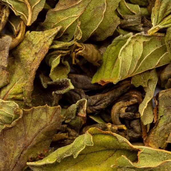 Thé Vert Oasis Poivrée Bio saveur Menthe par Made in Thé - Vue zoomée