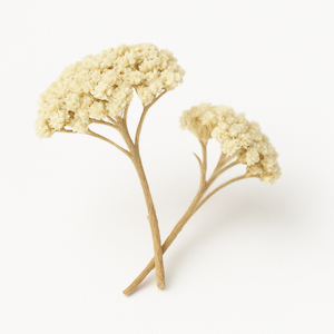 Yarrow