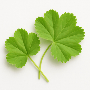 Lady’s mantle