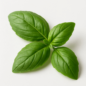 Basil