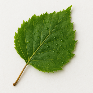 Birch leaf