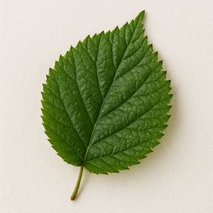 Blackberry leaf