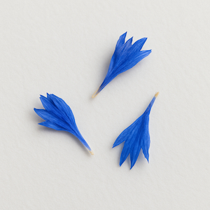 Blue Cornflower