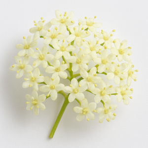 Elderflower