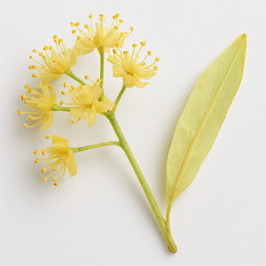 Linden blossom