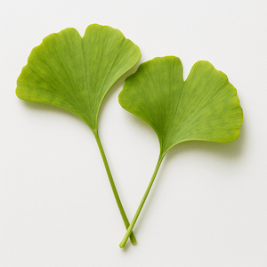 Ginkgo