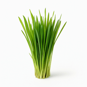 Wheatgrass