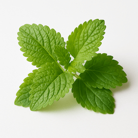 Lemon balm