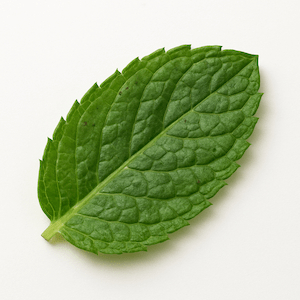 Mint