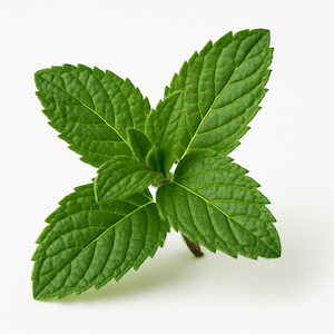 Peppermint