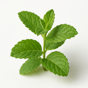 Apple mint