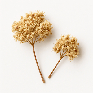 Meadowsweet