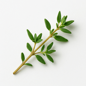Thyme