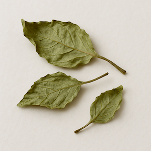 Tulsi