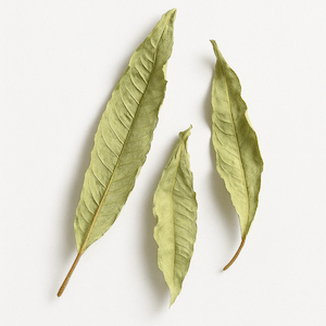 Lemon verbena
